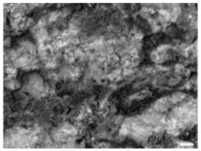 生物结皮组合物在岩石坡面的应用的制作方法