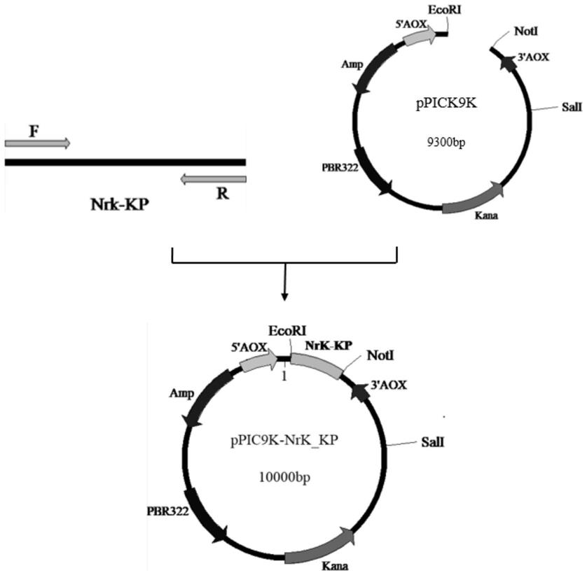 分泌表达毕赤酵母内源烟酰胺核糖激酶的方法及其应用与流程