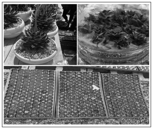 一种景天科拟石莲属东云系多肉植物组织培养繁殖方法与流程