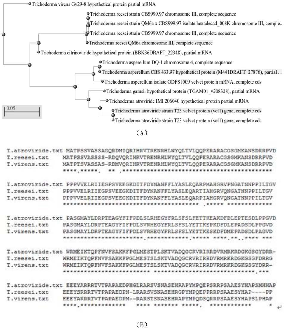 木霉6-戊基-2H-吡喃-2-酮调控基因TaVel1及其应用的制作方法