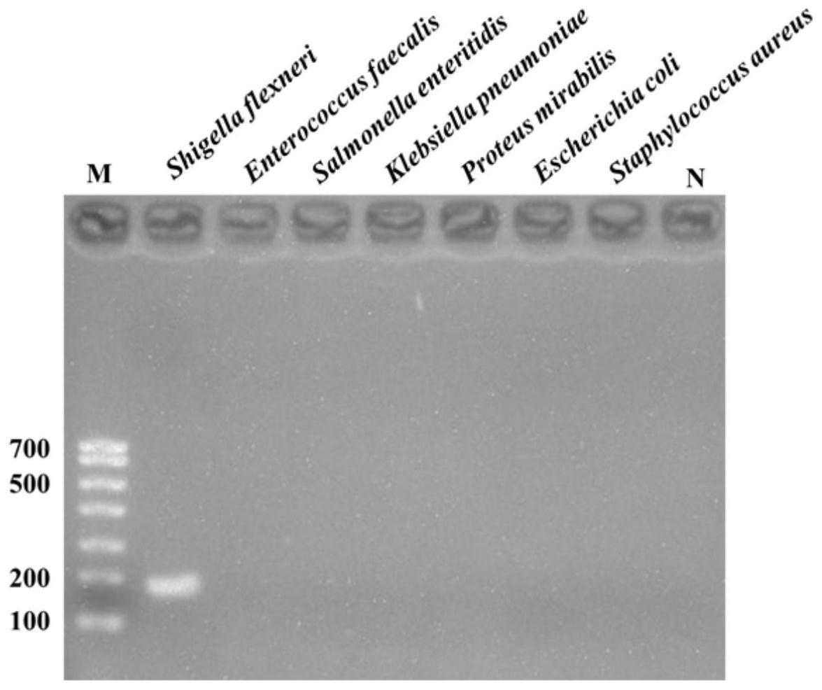 一种福式志贺氏菌特异基因的引物组及其应用的制作方法