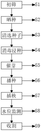 一种智能监控水位的水稻种植方法与流程