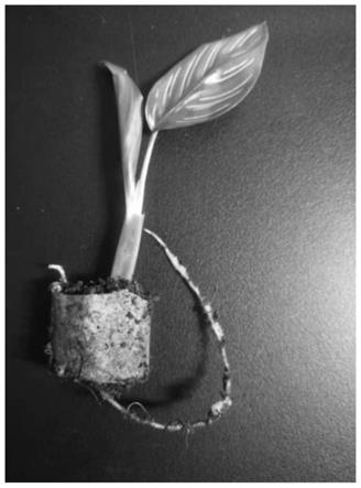 一种竹芋组培苗生根移栽方法与流程