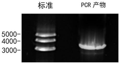 INVS蛋白在制备修复睾丸支持细胞损伤的药物中的应用的制作方法