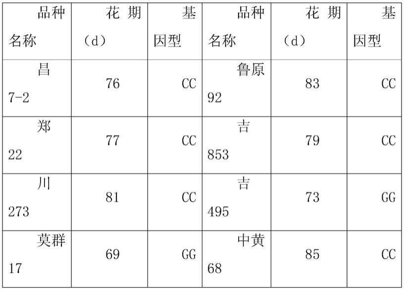 玉米花期基因的SNP分子标记的开发及应用的制作方法