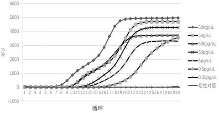 一种检测尖音库蚊的环介导等温扩增引物、试剂盒和方法与流程