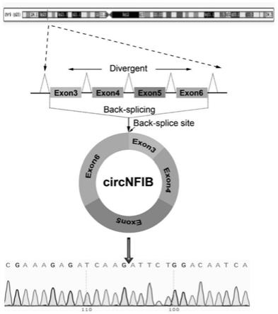 环状RNACircNFIB在肝内胆管细胞癌诊断、治疗及预后中的用途的制作方法