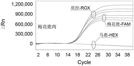 梅花鹿和马鹿源性同步检测的引物和探针及试剂盒的制作方法