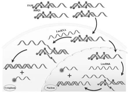 错配的线性双链寡核苷酸探针及lncRNA的检测方法与流程