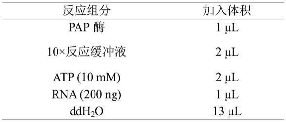 PolyA聚合酶活性检测方法与流程