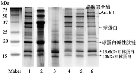 高油酸花生油体的制备及其在植物基人造肉饼中的应用的制作方法