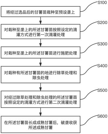 一种基于提前定植和收获的甘薯提早标准化种植方法与流程