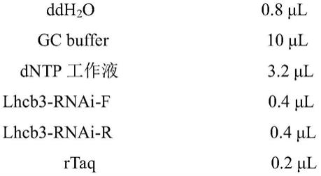 水稻捕光色素叶绿素a/b结合蛋白基因Lhcb3及其在水稻光保护中的应用的制作方法