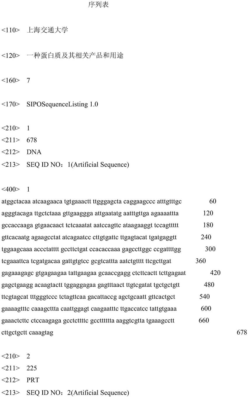 一种蛋白质及其相关产品和用途的制作方法