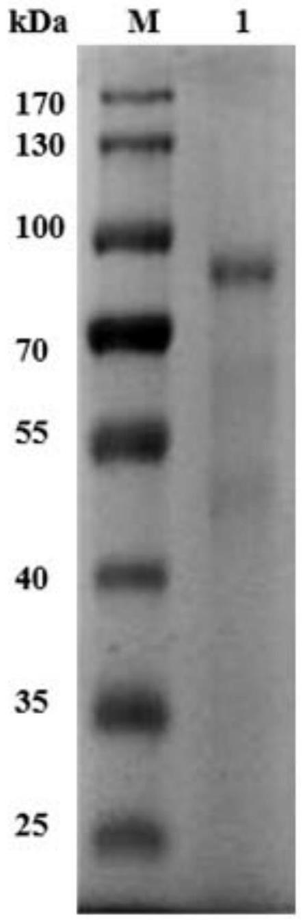 噬菌体解聚酶ORF38蛋白在多杀性巴氏杆菌荚膜分型鉴定中的应用的制作方法