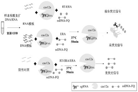 一种直扩ERA偶联CRISPR/cas12a的核酸一步实时检测方法与流程