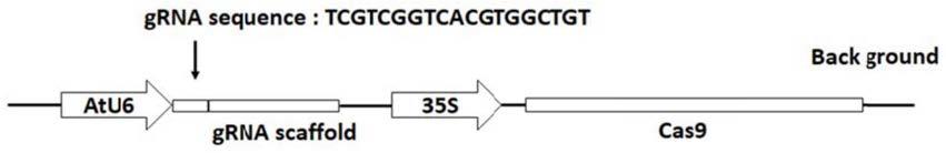 基于CRISPR/Cas9体系编辑本氏烟基因的载体及构建方法和应用与流程