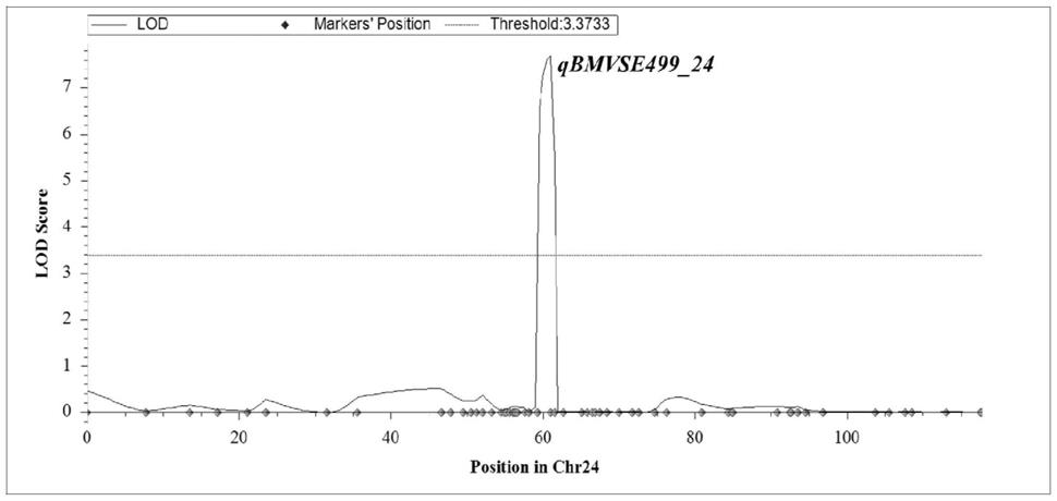 与V型烟草蔗糖酯基因qBMVSE499紧密连锁的SSR标记的制作方法