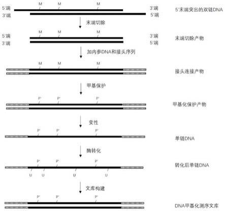 DNA甲基化测序文库的制备方法和甲基化检测方法与流程