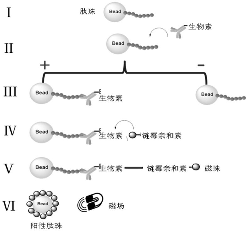 一种靶向PD-L1的多肽及其应用的制作方法