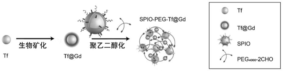 pH响应性T1-T2双激活纳米探针及其制备方法和应用与流程