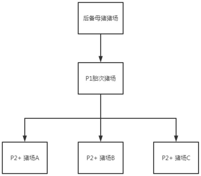 一种提高丹系母猪繁殖性能的饲养方法与流程