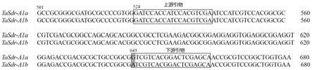 一种与小麦穗发芽抗性相关的KASP分子标记与应用的制作方法