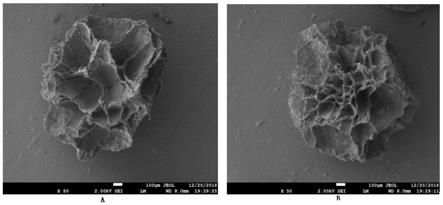 一种生物炭基苏云金芽孢杆菌缓释微球及其制备方法和应用与流程