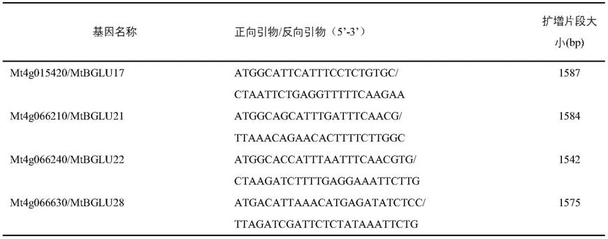 MtBGLU17基因在调控植物类黄酮合成中的应用的制作方法