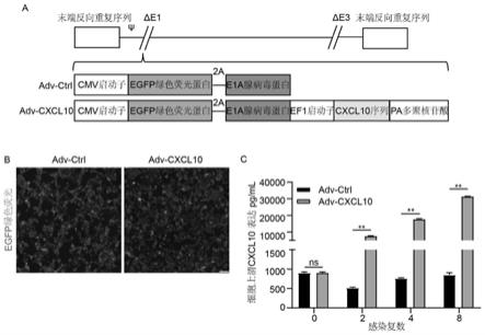 一种新型的表达CXCL10的复制型溶瘤腺病毒和应用的制作方法
