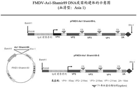 口蹄疫病毒(FMDV)共有蛋白、其编码序列以及由其制造的疫苗的制作方法