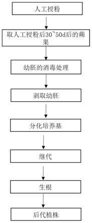 一种利用幼胚获得鸢尾种间杂交后代的培养基及其应用的制作方法