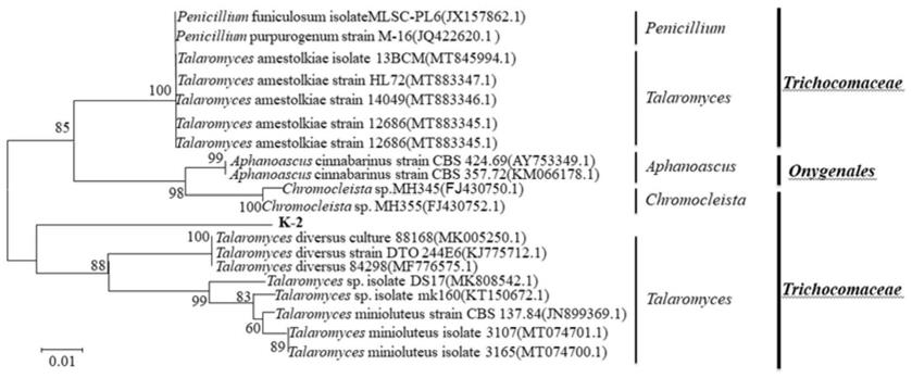 发菌科下一株新属菌株及其应用的制作方法