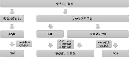 一体化检测CNV、单亲二体、三倍体和ROH的方法及装置与流程