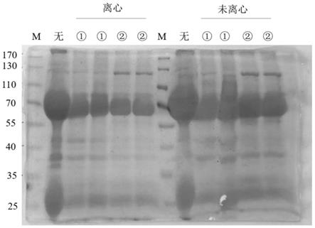 猪腹泻相关病毒串联表位蛋白所诱导的卵黄抗体及其应用的制作方法