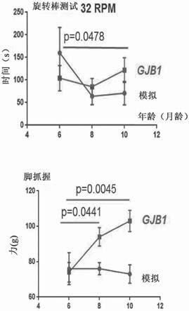 具有髓鞘蛋白零启动子的AAV载体及其用于治疗雪旺细胞相关疾病如CHARCOT-MARIE-TOOTH疾病的用途的制作方法