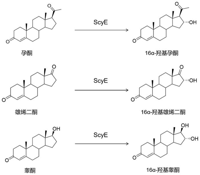 一种高产羟基化甾体原料药的重组大肠杆菌及其应用的制作方法