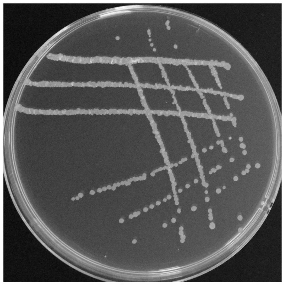 一株卡特拉链霉菌YY-2S及其应用的制作方法