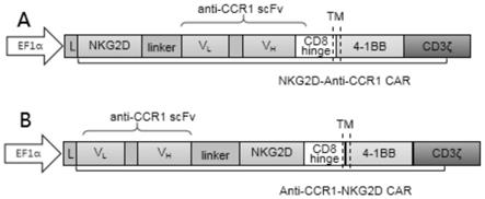 靶向CCR1和NKG2D配体的嵌合抗原受体及其应用的制作方法