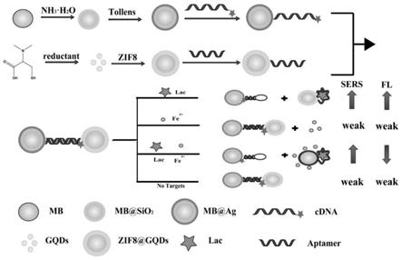 一种基于适配体功能化的SERS-FL传感器及其制备方法和应用与流程