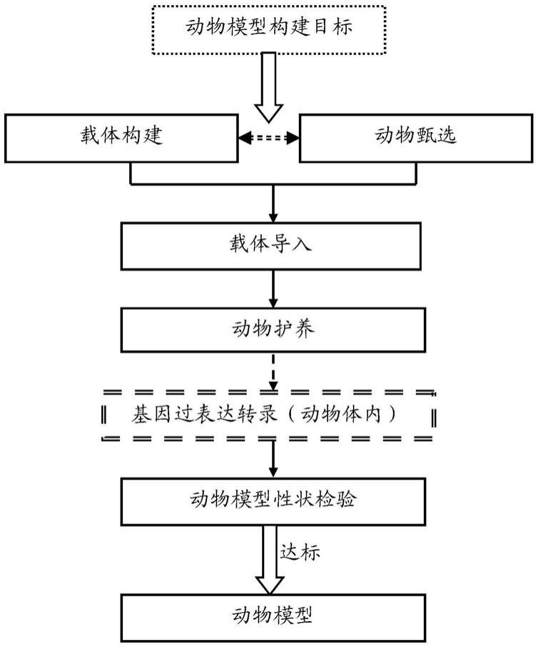 微注射方法以及应用与流程