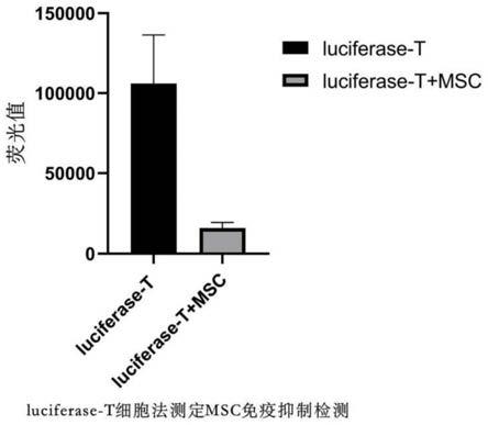 检测人间充质干细胞影响T细胞增殖活性试剂盒及方法与流程