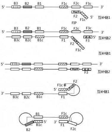 用于HLA-DPB*0202基因检测的引物组、试剂盒及其方法与流程