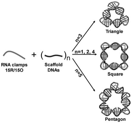 一种DNA纳米结构、构建方法及应用与流程