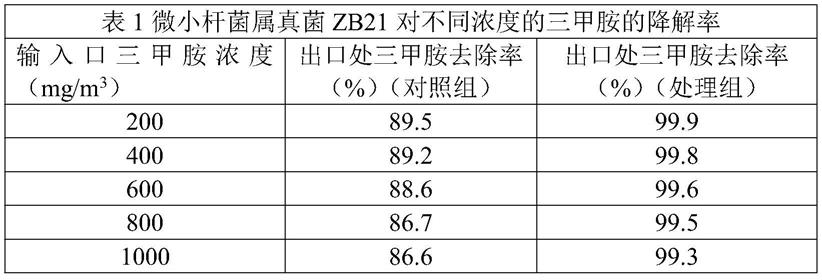 微小杆菌ZB21及其在三甲胺废气降解中的应用的制作方法