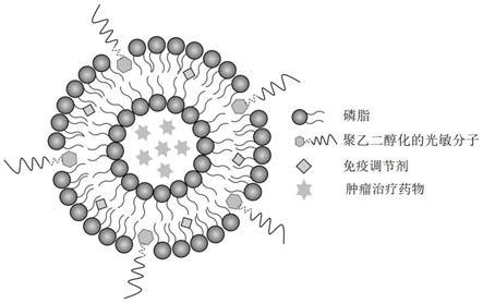 复合脂质体、其制备方法及用途与流程