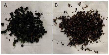 利用蝇蛆生物转化蚕沙废弃物的方法及其产物应用与流程