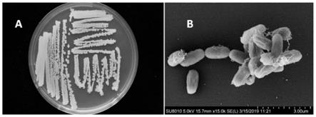 一株解淀粉芽孢杆菌及其应用的制作方法
