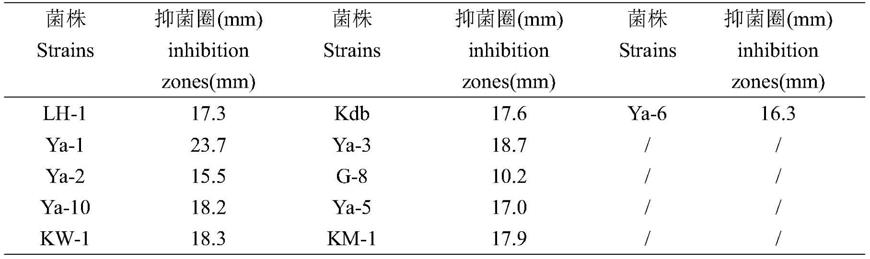 新的芽孢杆菌菌株及其应用的制作方法