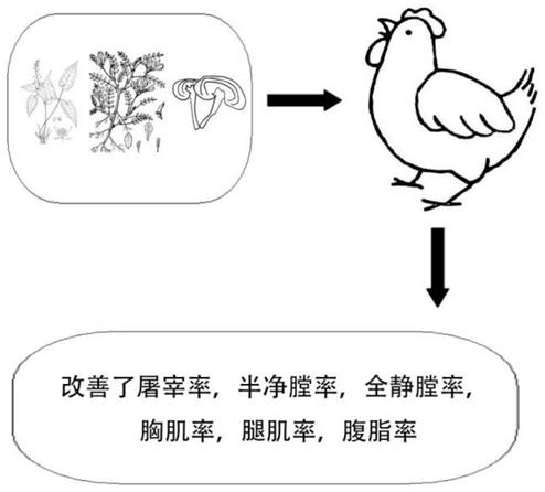 一种改善肉鸡屠宰性能的中草药组合物的制作方法